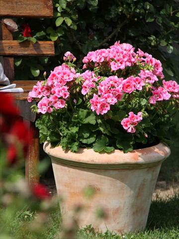 Photos von Blumenvarianten benutzt als: Topf, Beet, Terrasse Pelargonium zonale Sunrise® Graziella