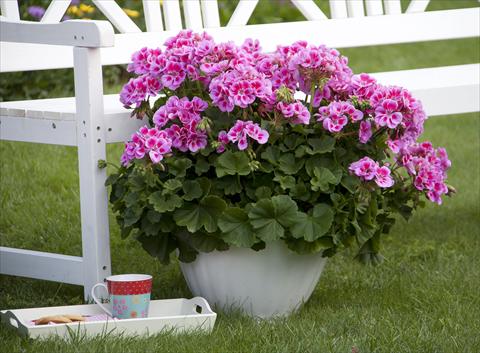 Photos von Blumenvarianten benutzt als: Topf, Beet, Terrasse Pelargonium zonale Sunrise® XL Alexa