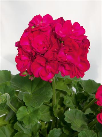 Photos von Blumenvarianten benutzt als: Topf, Beet, Terrasse Pelargonium zonale Sunrise® XL Juan