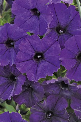 Photos von Blumenvarianten benutzt als: Topf, Beet, Terrasse, Ampel Petunia Bonnie Blue