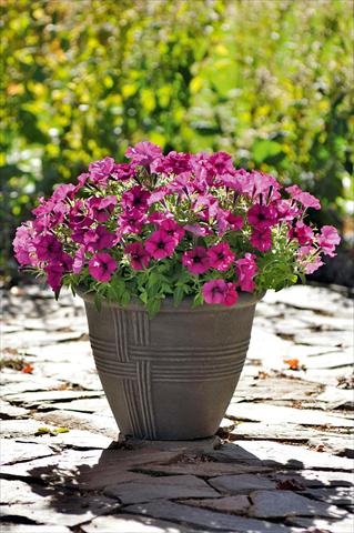 Photos von Blumenvarianten benutzt als: Topf, Beet, Terrasse, Ampel Petunia Bonnie Burgundy