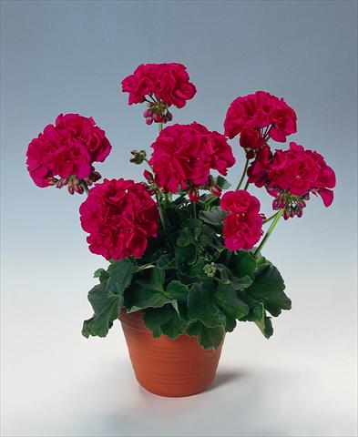 Photos von Blumenvarianten benutzt als: Topf, Beet, Terrasse Pelargonium zonale pac® Melocherry