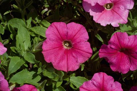 Photos von Blumenvarianten benutzt als: Topf, Beet, Terrasse, Ampel Petunia Bonnie Dark Pink