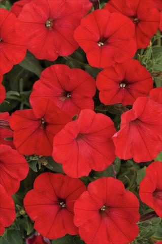 Photos von Blumenvarianten benutzt als: Topf, Beet, Terrasse, Ampel Petunia Bonnie Red