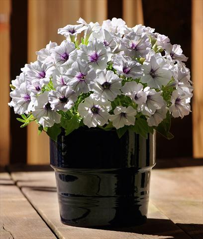Photos von Blumenvarianten benutzt als: Topf, Beet, Terrasse, Ampel Petunia Bonnie Silver
