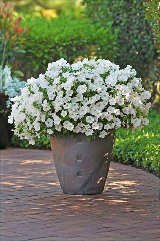 Photos von Blumenvarianten benutzt als: Topf, Beet, Terrasse, Ampel Petunia Bonnie White