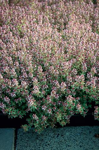 Photos von Blumenvarianten benutzt als: Topf und Beet Thymus Silver Queen
