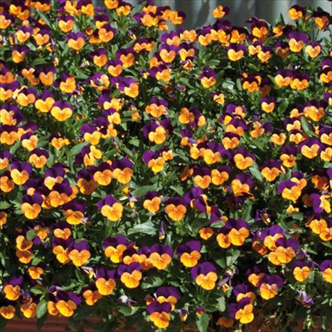 Photos von Blumenvarianten benutzt als: Beet- / Rabattenpflanze Viola cornuta Orange Jump up