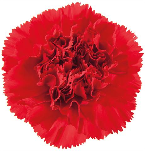 Photos von Blumenvarianten benutzt als: Schnittblume Dianthus caryophyllus Ormea