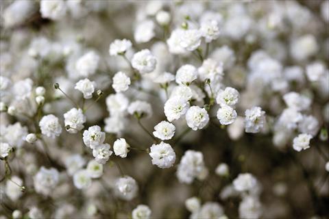 Photos von Blumenvarianten benutzt als: Beet- / Rabattenpflanze Gypsophila Pearls® Ginga-way