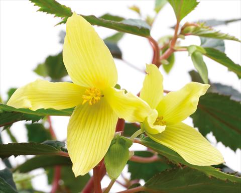 Photos von Blumenvarianten benutzt als: Beet, Topf oder Ampel Begonia boliviensis Crackling Fire® Yellow