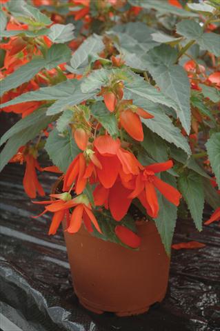 Photos von Blumenvarianten benutzt als: Beet, Topf oder Ampel Begonia boliviensis Santa Cruz