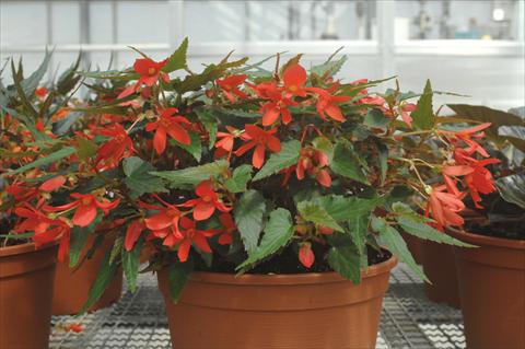 Photos von Blumenvarianten benutzt als: Beet, Topf oder Ampel Begonia boliviensis Sparkler® Red
