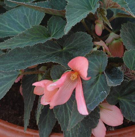 Photos von Blumenvarianten benutzt als: Beet, Topf oder Ampel Begonia boliviensis Sparkler® Rose