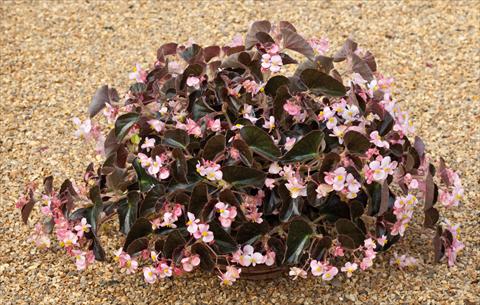 Photos von Blumenvarianten benutzt als: Topf und Beet Begonia semperflorens Ikon Bianco foglia scura