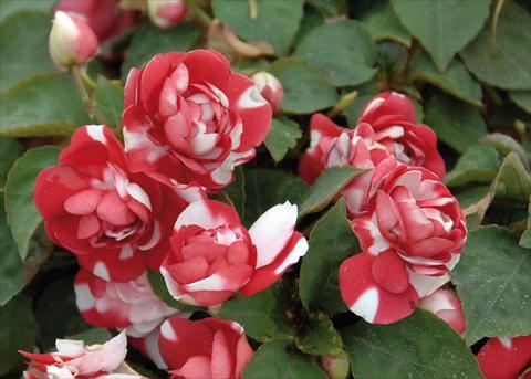 Photos von Blumenvarianten benutzt als: Topf und Beet Impatiens walleriana Musica® Bicolor Dark Red