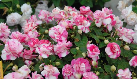 Photos von Blumenvarianten benutzt als: Topf und Beet Impatiens walleriana Musica® Bicolor Pink