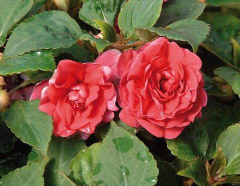 Photos von Blumenvarianten benutzt als: Topf und Beet Impatiens walleriana Musica® Elegant Red
