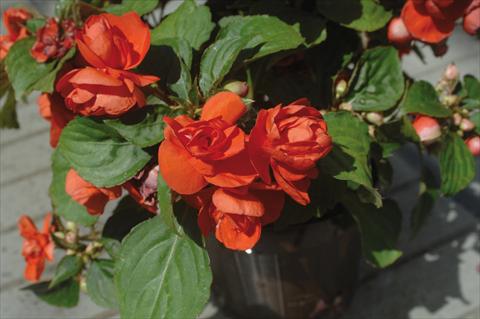 Photos von Blumenvarianten benutzt als: Topf und Beet Impatiens walleriana Musica® Orange