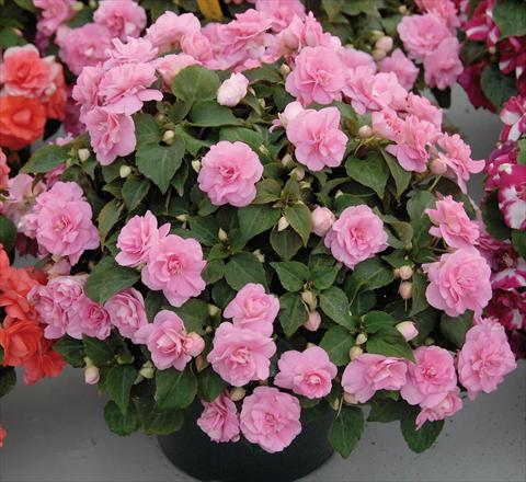 Photos von Blumenvarianten benutzt als: Topf und Beet Impatiens walleriana Musica® Pink Aroma