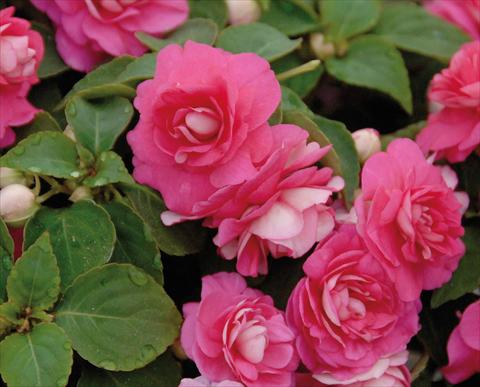Photos von Blumenvarianten benutzt als: Topf und Beet Impatiens walleriana Musica® Pink Energy