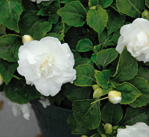 Photos von Blumenvarianten benutzt als: Topf und Beet Impatiens walleriana Musica® Pure White