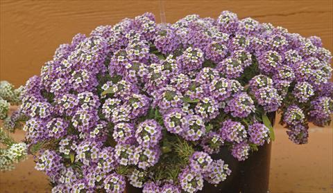 Photos von Blumenvarianten benutzt als: Topf und Beet Lobularia maritima Lavander Stream®