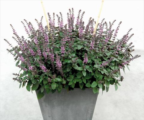 Photos von Blumenvarianten benutzt als: Topf und Beet Ocimum basilicum African Blu®