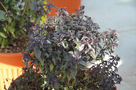 Photos von Blumenvarianten benutzt als: Topf und Beet Ocimum basilicum Basilico greco alla cannella®