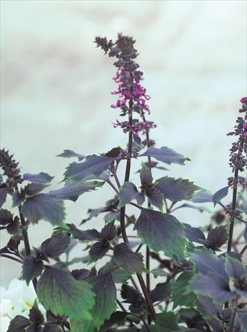 Photos von Blumenvarianten benutzt als: Topf und Beet Ocimum basilicum Wild Magic®