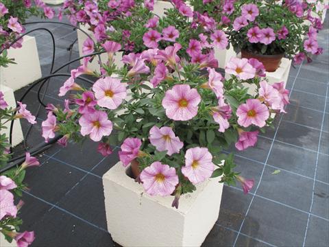Photos von Blumenvarianten benutzt als: Topf, Beet, Terrasse, Ampel Petchoa SuperCal® Artist Rose
