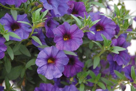 Photos von Blumenvarianten benutzt als: Topf, Beet, Terrasse, Ampel Petchoa SuperCal® Blue