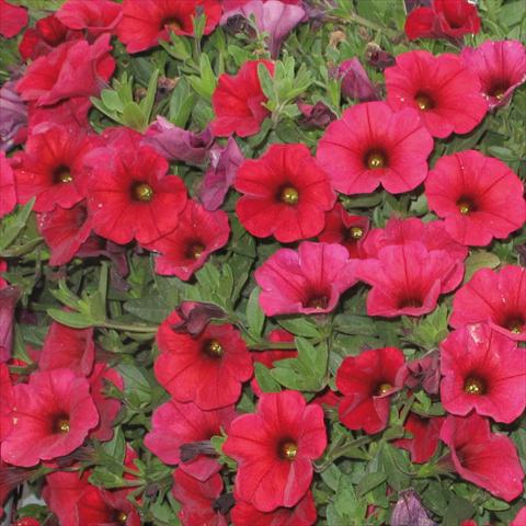 Photos von Blumenvarianten benutzt als: Topf, Beet, Terrasse, Ampel Petchoa SuperCal® Cherry