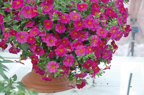 Photos von Blumenvarianten benutzt als: Topf, Beet, Terrasse, Ampel Petchoa SuperCal® Neon Rose