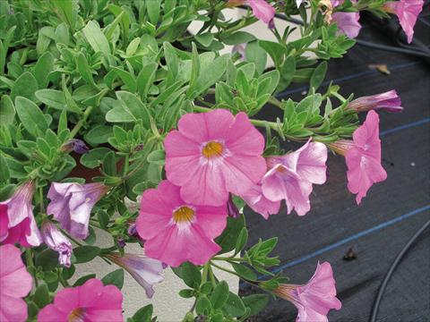 Photos von Blumenvarianten benutzt als: Topf, Beet, Terrasse, Ampel Petchoa SuperCal® Pink Ice