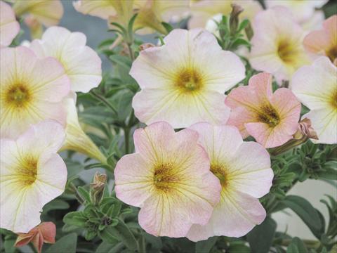 Photos von Blumenvarianten benutzt als: Topf, Beet, Terrasse, Ampel Petchoa SuperCal® Vanilla Blush