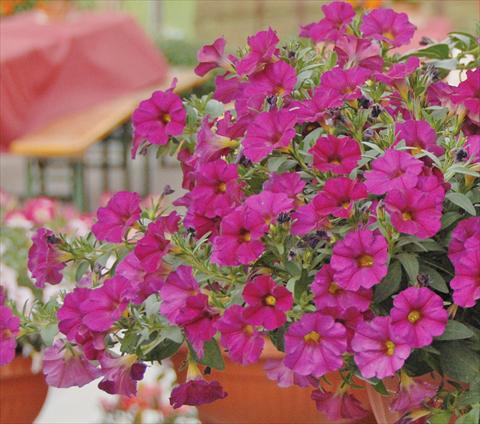 Photos von Blumenvarianten benutzt als: Topf, Beet, Terrasse, Ampel Petchoa SuperCal® Violet
