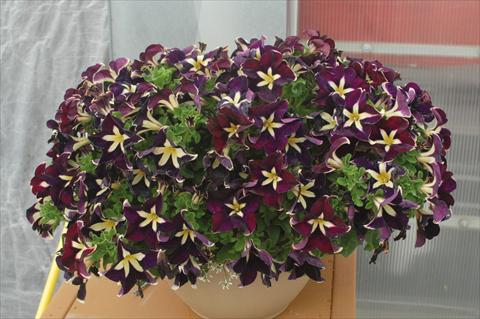 Photos von Blumenvarianten benutzt als: Topf, Beet, Terrasse, Ampel Petunia pendula Cascadias® Rim Magenta