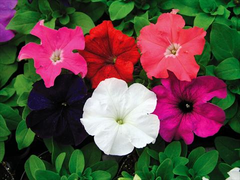 Photos von Blumenvarianten benutzt als: Topf, Beet, Terrasse, Ampel Petunia Compatta XL Mix