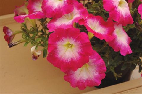 Photos von Blumenvarianten benutzt als: Topf, Beet, Terrasse, Ampel Petunia Fantasy Hot Pink