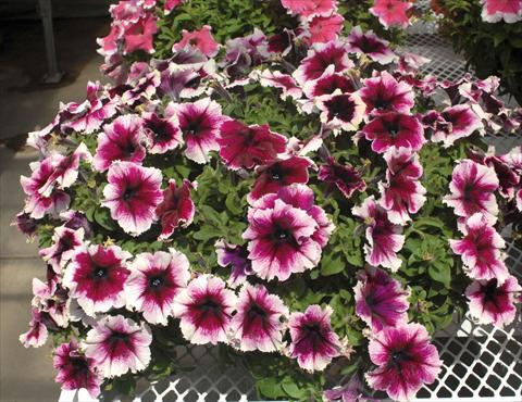 Photos von Blumenvarianten benutzt als: Topf, Beet, Terrasse, Ampel Petunia Happy Giant Bicolor Purple Picotee