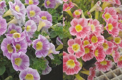 Photos von Blumenvarianten benutzt als: Topf, Beet, Terrasse, Ampel Petunia Marvel Beauty Blueberry e Rasberry mix