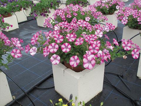 Photos von Blumenvarianten benutzt als: Topf, Beet, Terrasse, Ampel Petunia Mini Blast