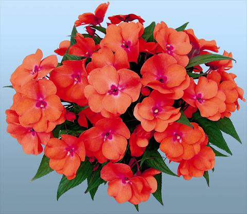 Photos von Blumenvarianten benutzt als: Topf und Beet Impatiens N. Guinea Paradise® Tomea