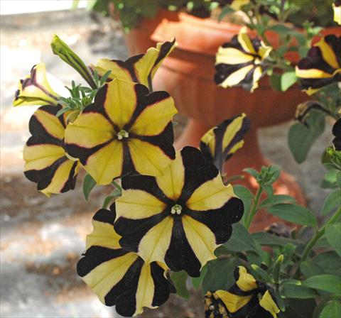 Photos von Blumenvarianten benutzt als: Topf, Beet, Terrasse, Ampel Petunia Sunflower Ray