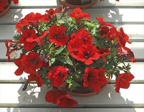 Photos von Blumenvarianten benutzt als: Topf, Beet, Terrasse, Ampel Petunia pendula Surfinia® Deep Red
