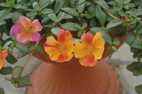 Photos von Blumenvarianten benutzt als: Topf und Beet Portulaca Amica Jumbo Bicolor Mix