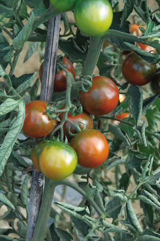 Photos von Blumenvarianten benutzt als: Topf, Beet, Terrasse Solanum lycopersicum (pomodoro) tipo Camone