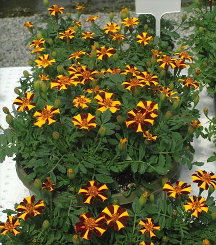 Photos von Blumenvarianten benutzt als: Beet- / Rabattenpflanze Tagetes patula Mr. Majestic