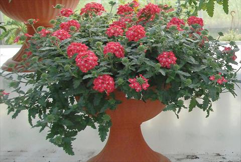 Photos von Blumenvarianten benutzt als: Topf, Terrasse, Ampel. Verbena Superbena® Coral Pearl